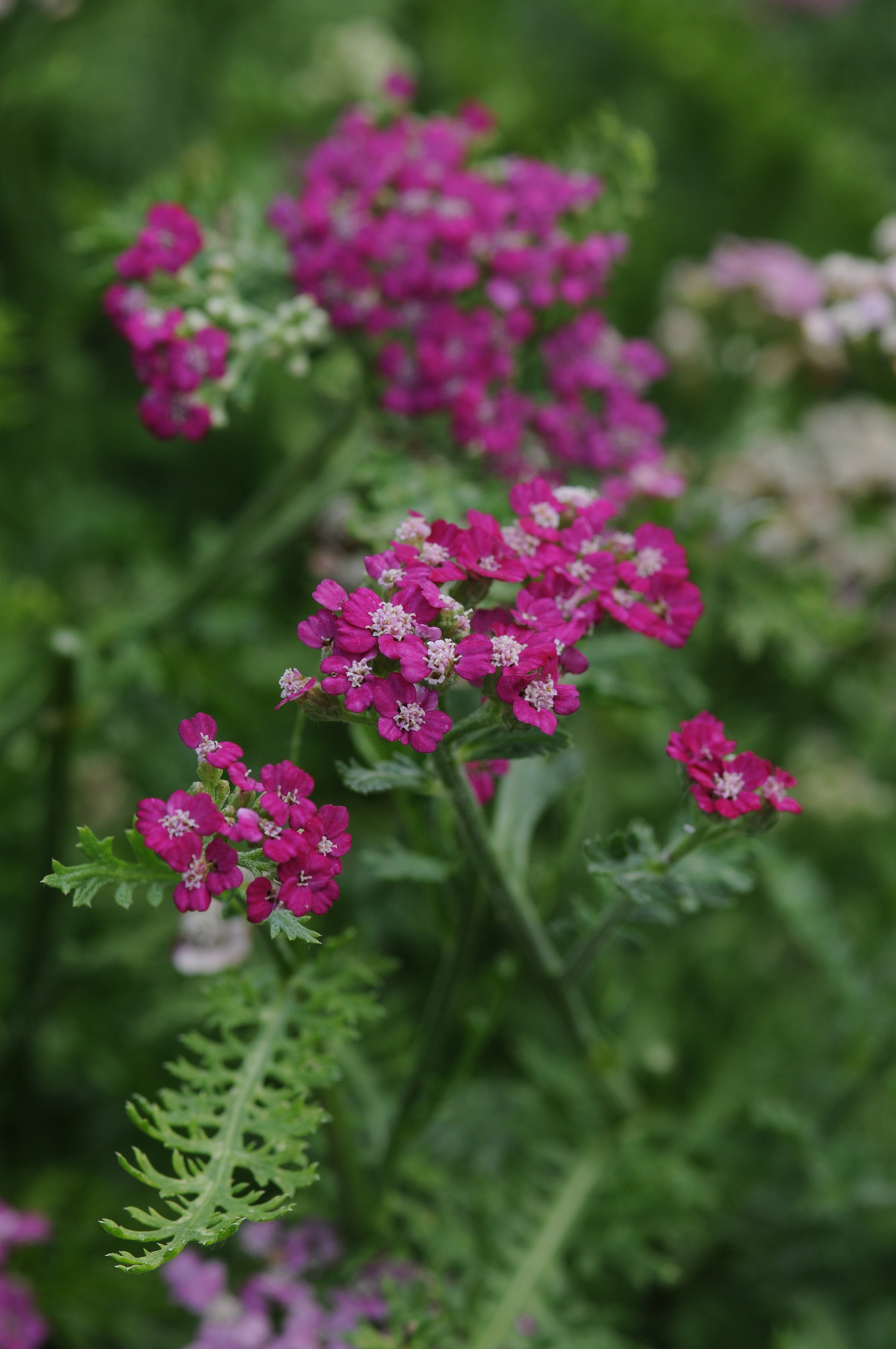 Achillea millefolium 'New Vintage™ Violet' – Romence Gardens