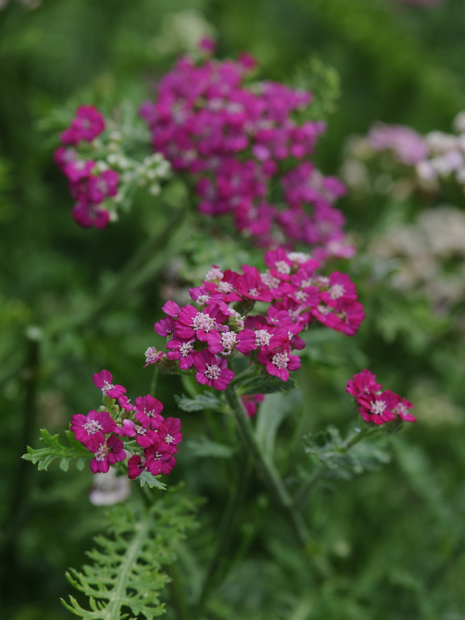 Achillea millefolium 'New Vintage™ Violet'