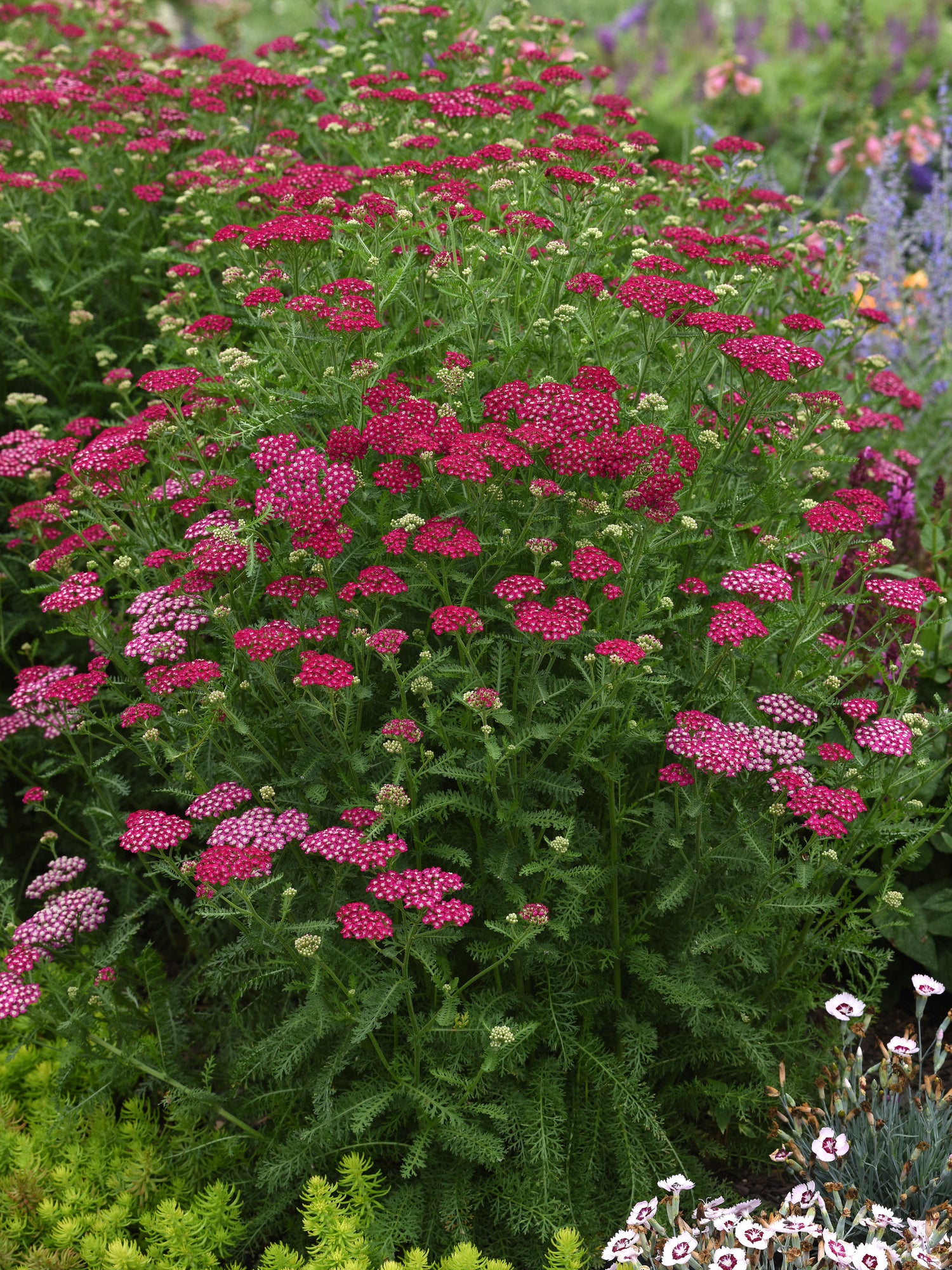 Achillea millefolium 'New Vintage™ Violet'