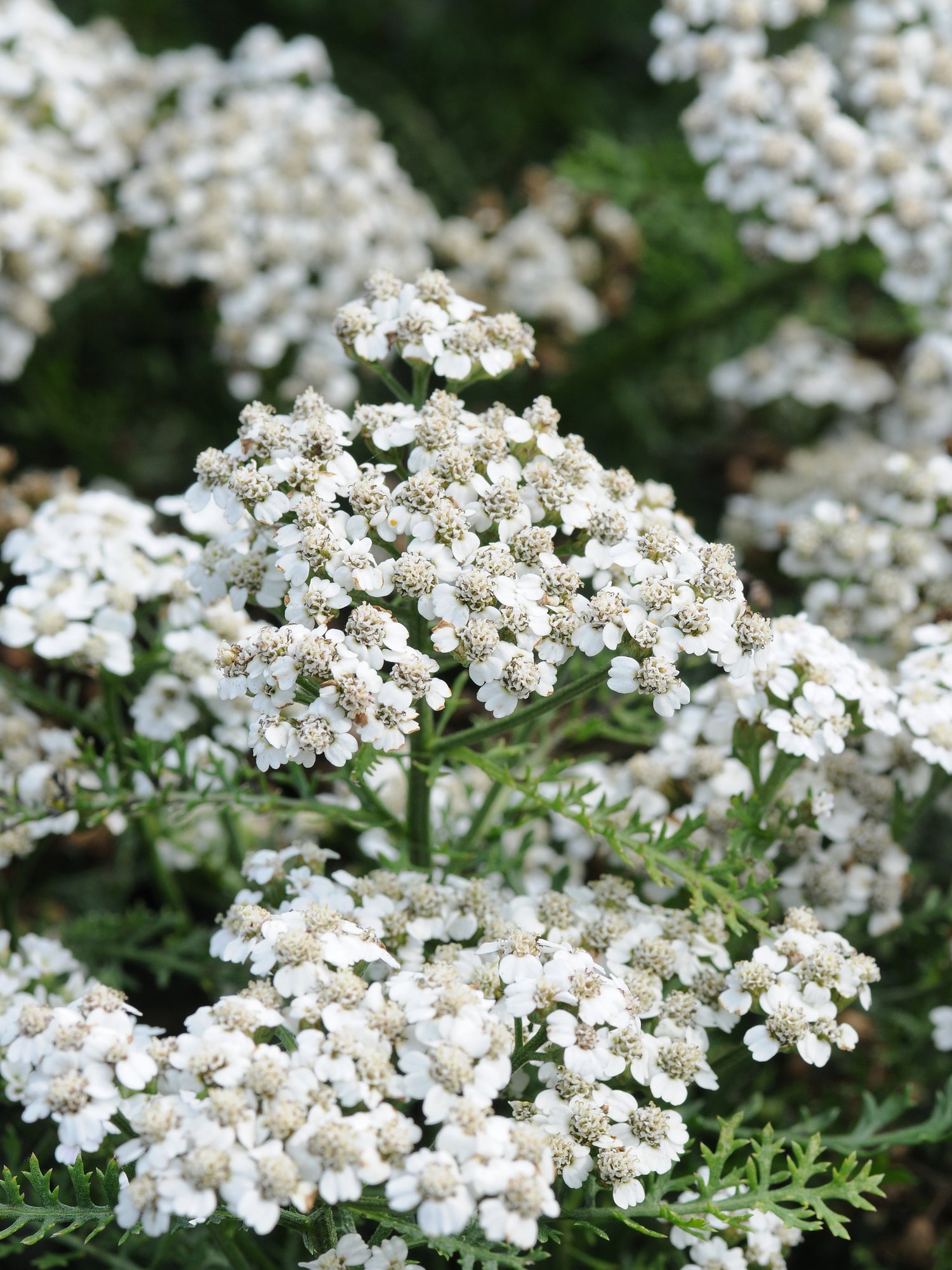 Achillea millefolium 'New Vintage White'