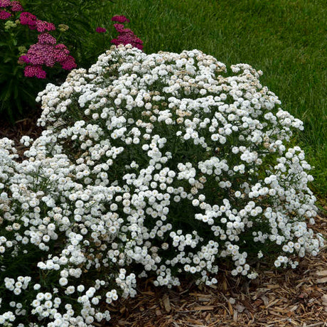 Achillea ptarmica 'Peter Cottontail'