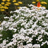 White flowers in a garden with blurred yellow and orange flowers in the background