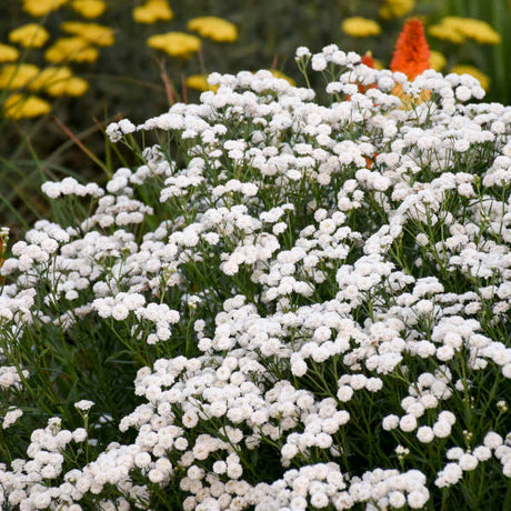 White flowers in a garden with blurred yellow and orange flowers in the background