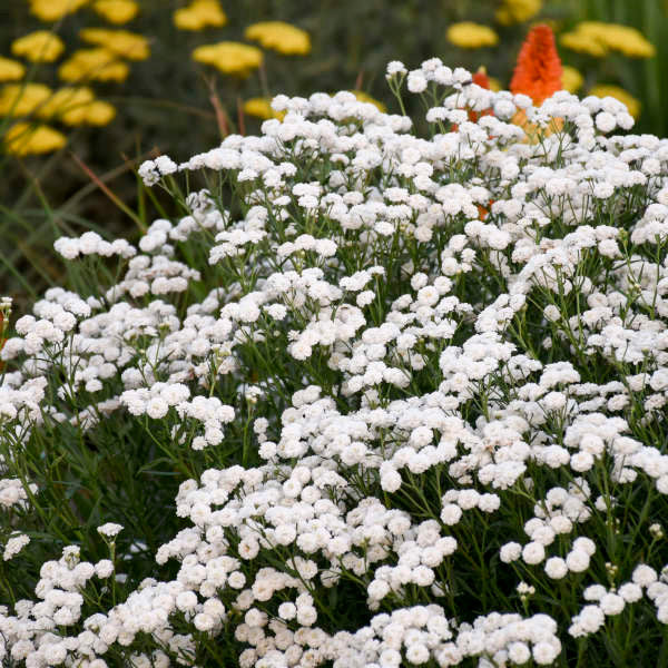 White flowers in a garden with blurred yellow and orange flowers in the background