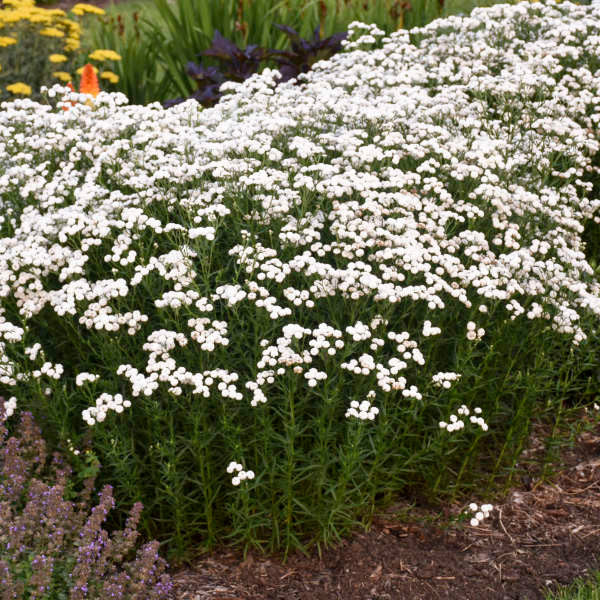 Achillea ptarmica 'Peter Cottontail'