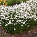 Achillea ptarmica 'Peter Cottontail'