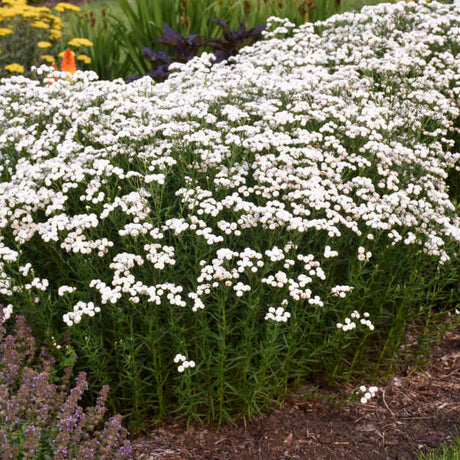 Achillea ptarmica 'Peter Cottontail'