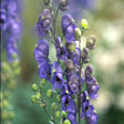 Aconitum napellus