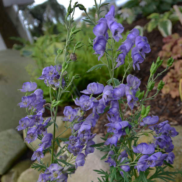 Aconitum napellus