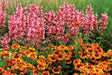 Agastache 'KUDOS™ Series Ambrosia' in landscape