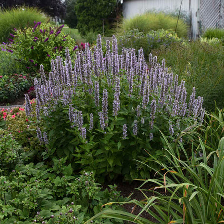 Agastache  'Blue Fortune'