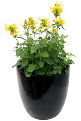 Agastache POQUITO™ 'Butter Yellow' in pot