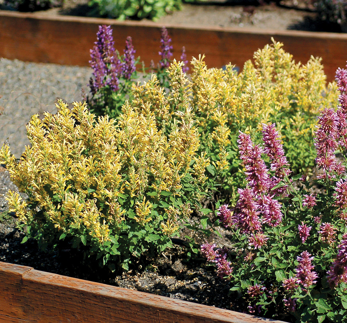 TERRA NOVA Agastache Poquito - Thumbnail 3
