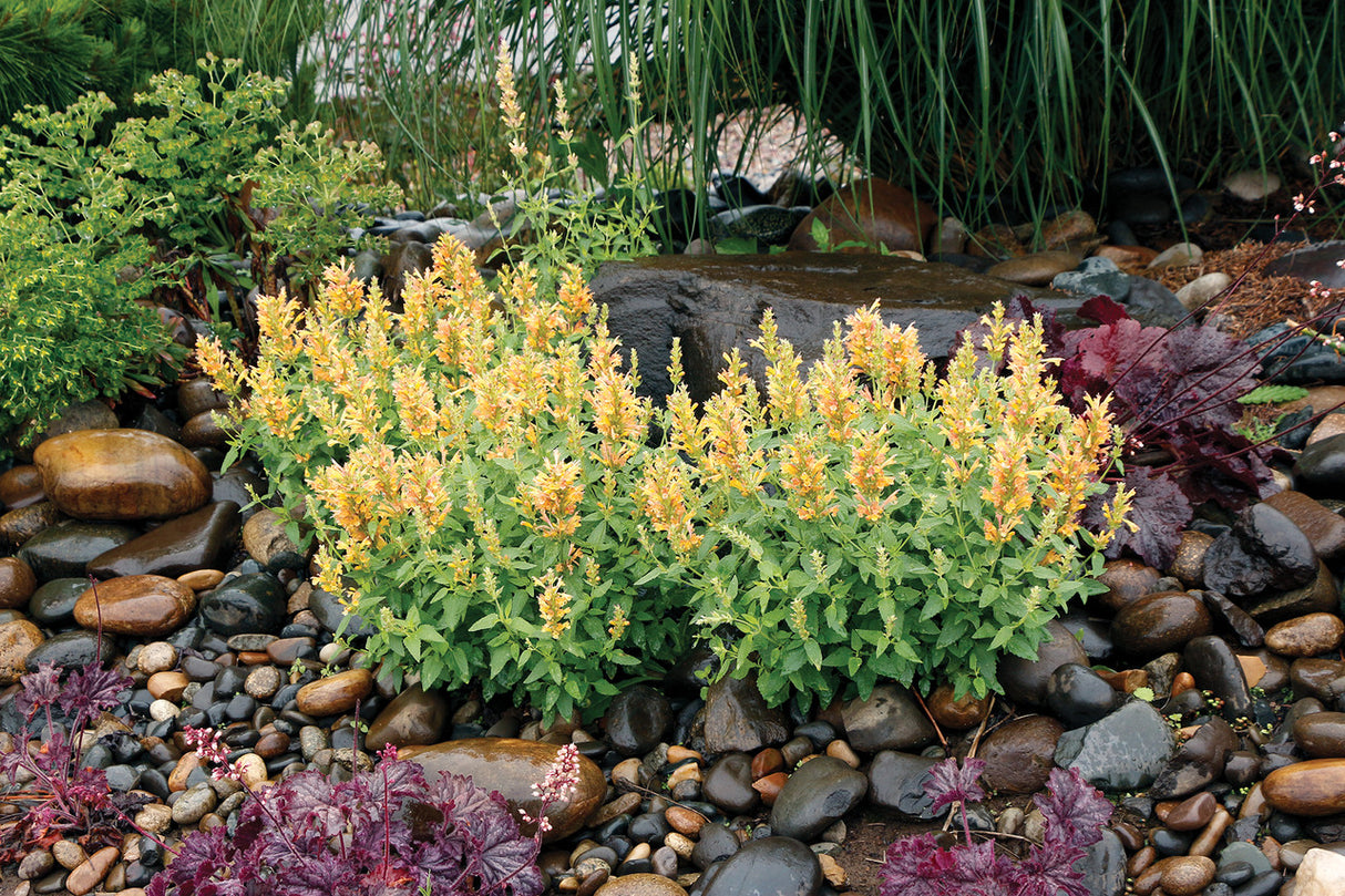 Agastache POQUITO™ 'Butter Yellow' in landscape