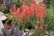 Agastache 'KUDOS™ Series Red' in landscape