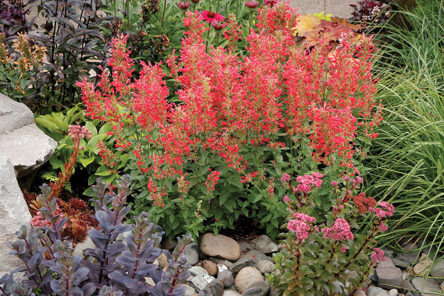 Agastache 'KUDOS™ Series Red' in landscape