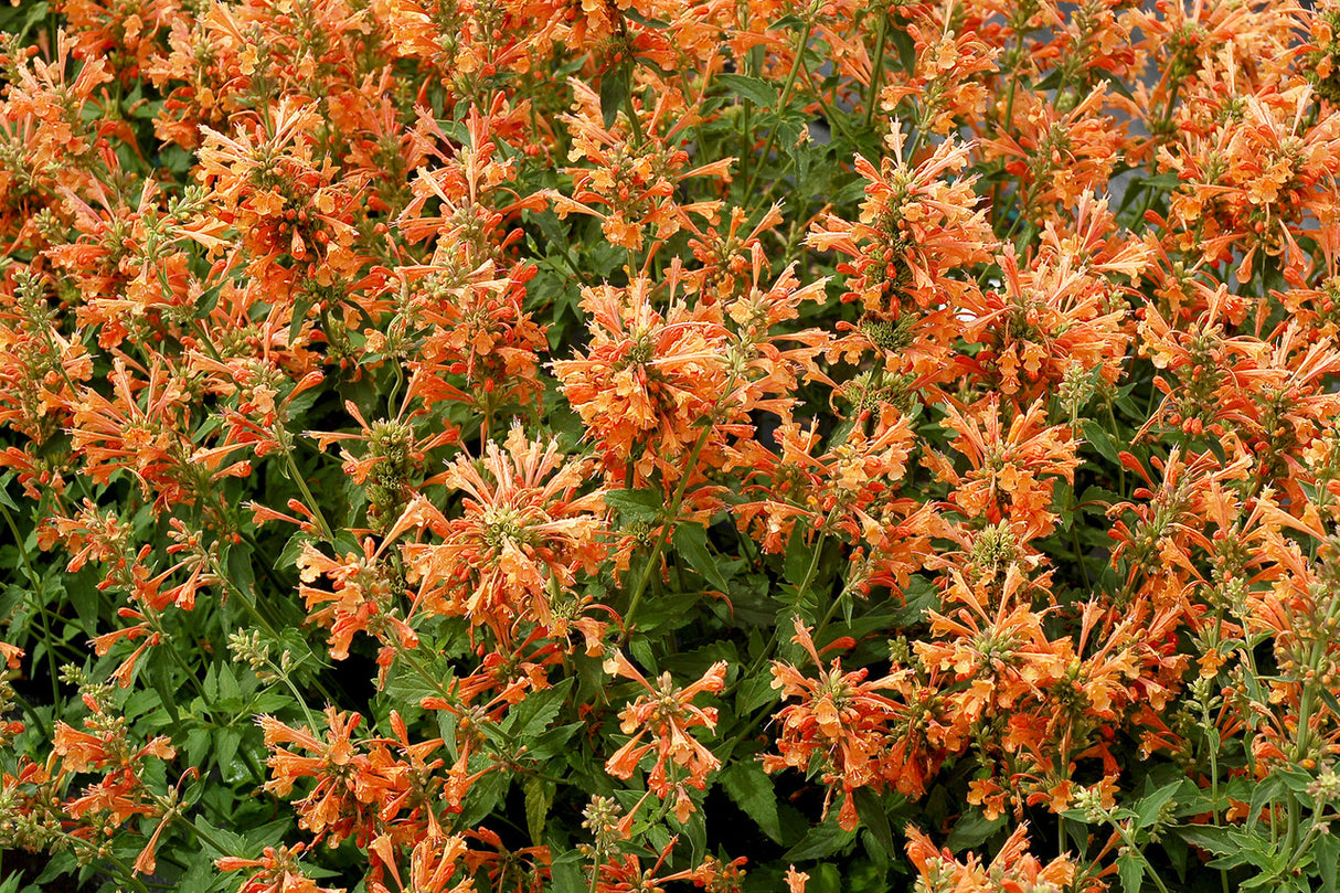 Agastache POQUITO™ Series 'Orange' in landscape