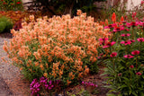 Agastache POQUITO™ Series 'Orange' in landscape