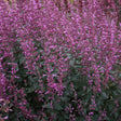 Agastache MEANT TO BEE™ 'Royal Raspberry' in landscape