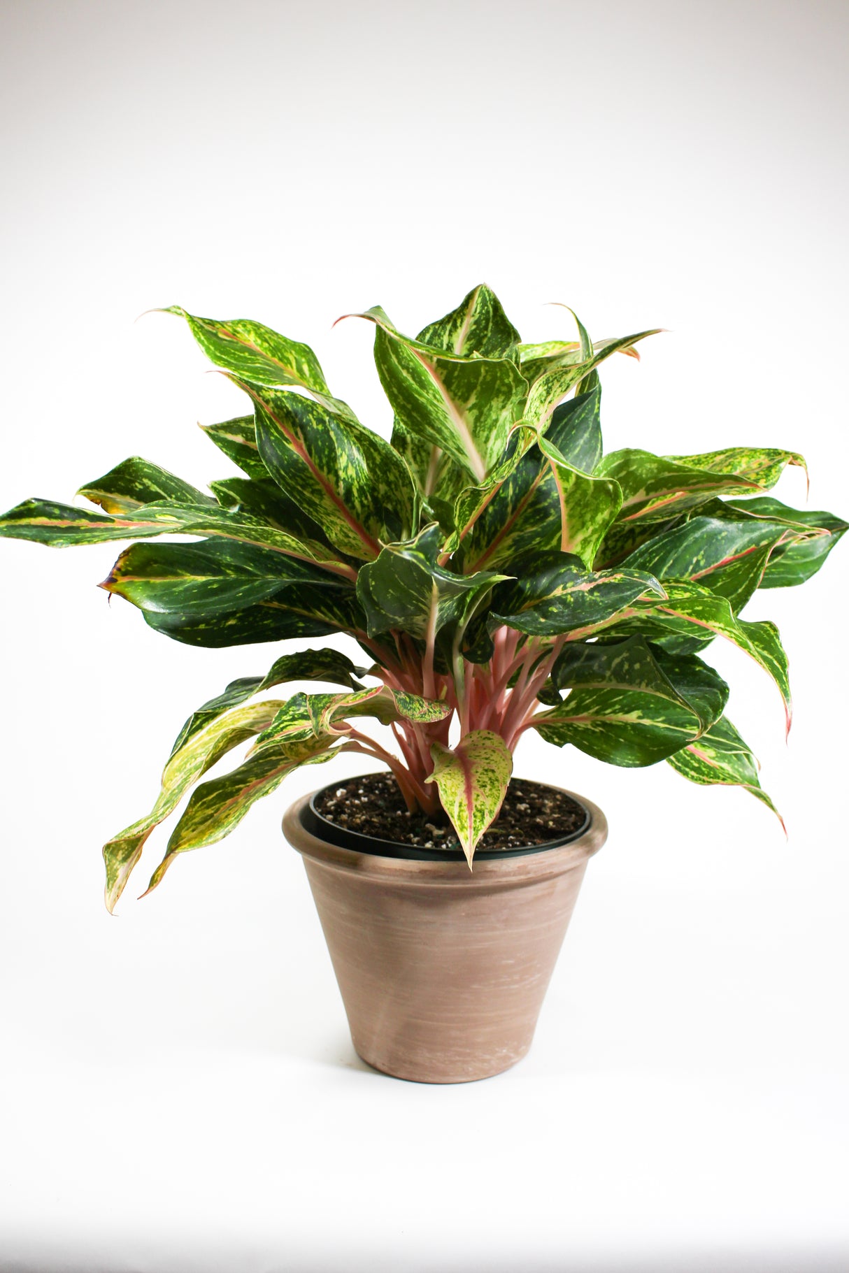 Aglaonema 'Sparkling Sarah'