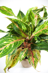 Aglaonema 'Sparkling Sarah'