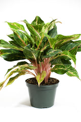 Aglaonema 'Sparkling Sarah'