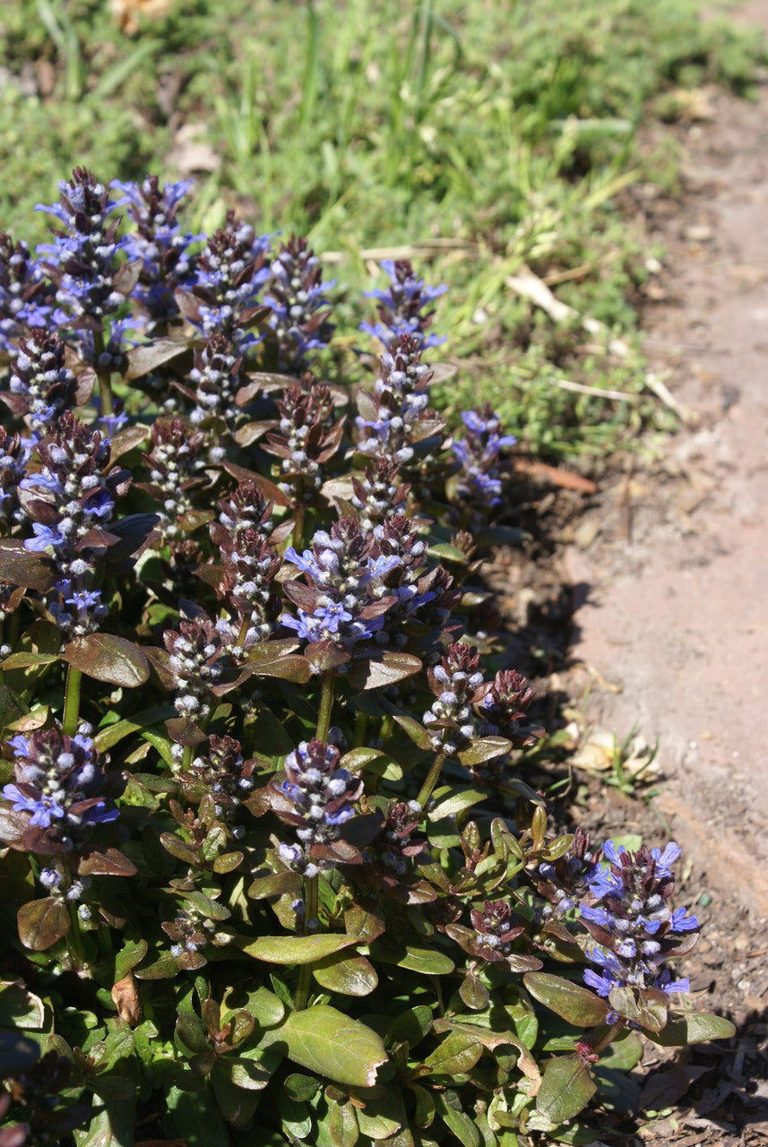 Ajuga x tenorii 'Chocolate Chip'