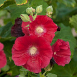 Alcea rosea 'Spotlight Mars Magic'