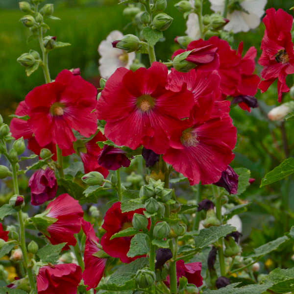 Alcea rosea 'Spotlight Mars Magic'