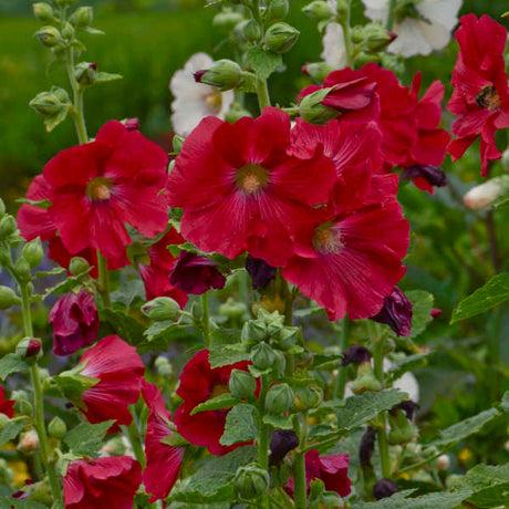 Alcea rosea 'Spotlight Mars Magic'