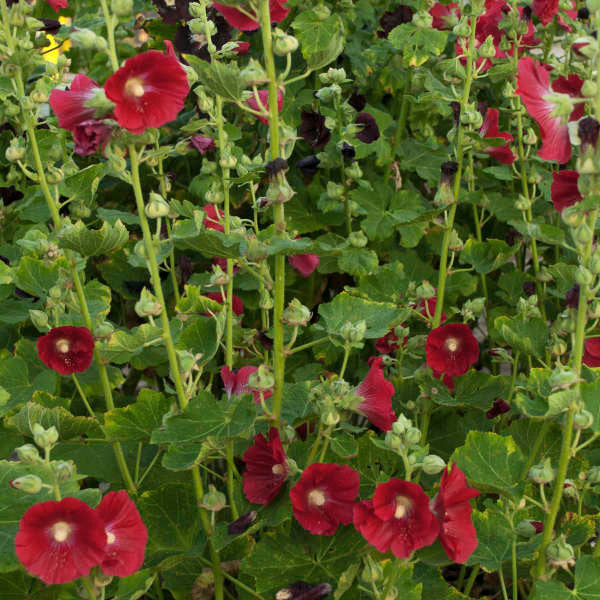 Alcea rosea 'Spotlight Mars Magic'