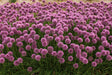 Field of purple flowers with green leaves