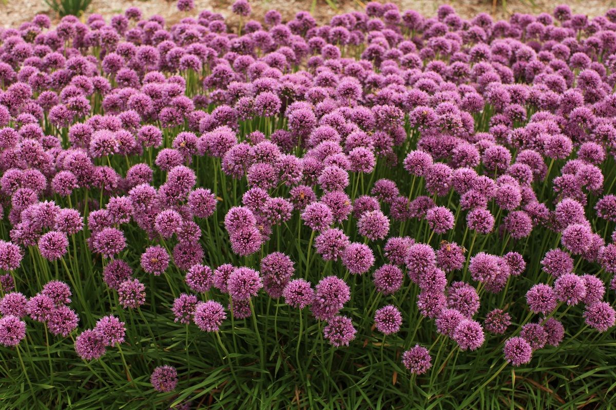Field of purple flowers with green leaves