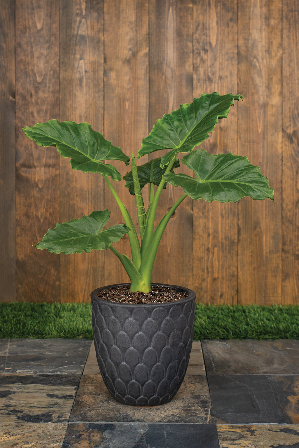 Alocasia 'Emerald Isle'