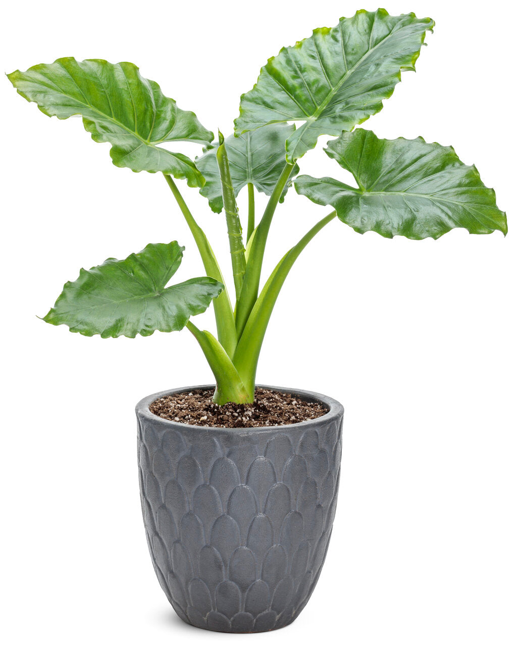 Alocasia 'Emerald Isle' – Romence Gardens & Greenhouses