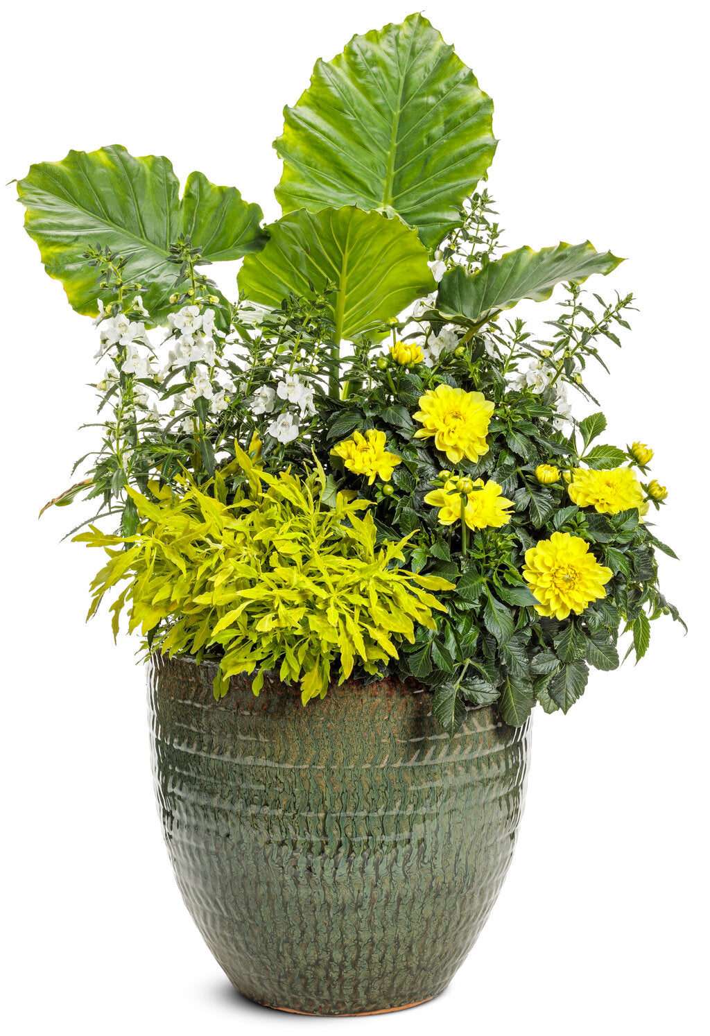 Alocasia 'Emerald Isle' – Romence Gardens & Greenhouses