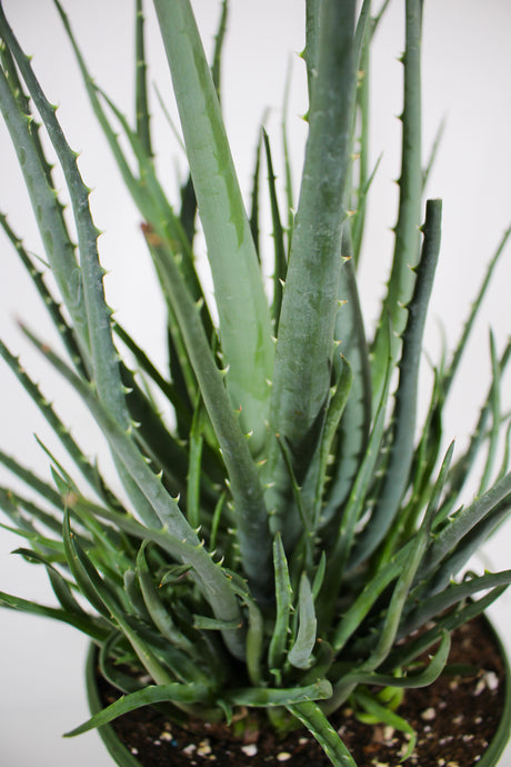 Hedgehog Aloe - Aloe humilis