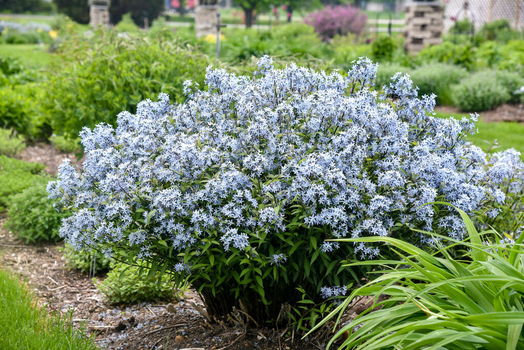 Amsonia tabernaemontana 'Storm Cloud' in landscape