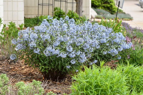 Amsonia tabernaemontana 'Storm Cloud' in landscape