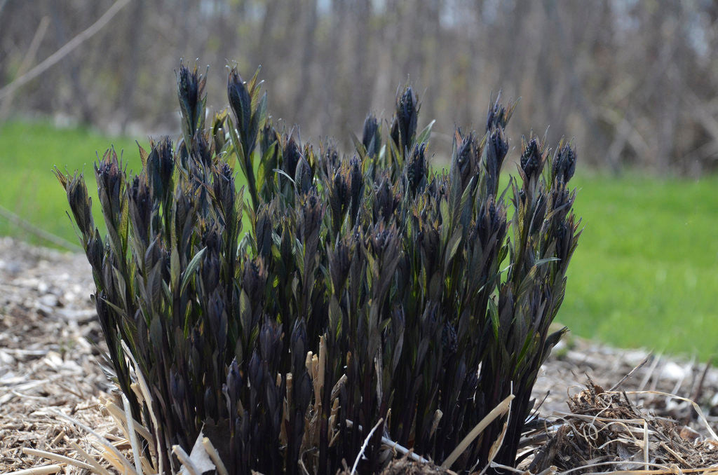 Amsonia tabernaemontana 'Storm Cloud' in landscape
