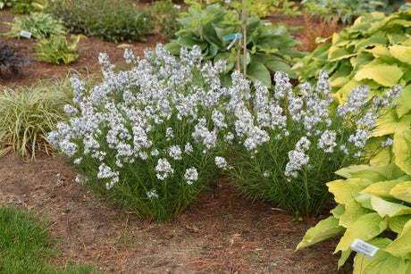 Amsonia 'String Theory' in landscape