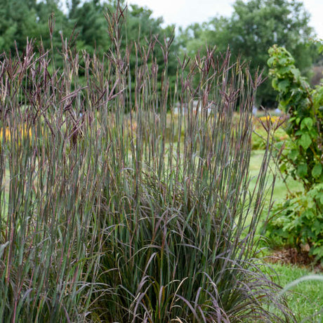 Andropogon gerardii 'Blackhawks'