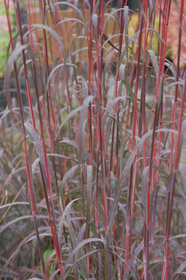 Andropogon gerardii 'Holy Smoke'