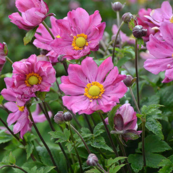 Anemone 'Curtain Call Deep Rose' close up