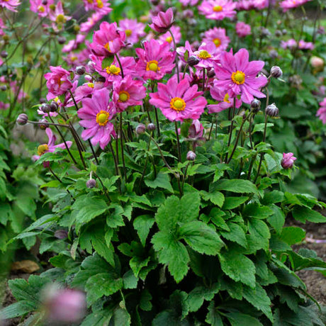 Anemone 'Curtain Call Deep Rose'