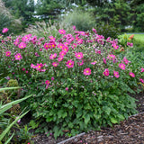 Anemone 'Curtain Call Deep Rose'