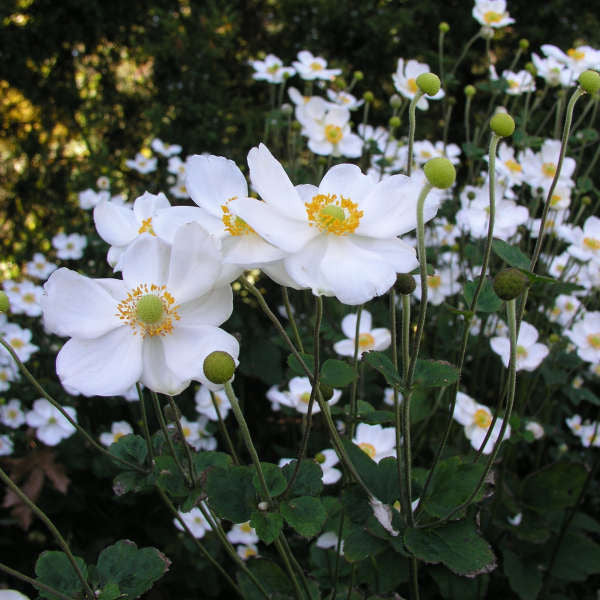 Anemone x hybrida 'Honorine Jobert'