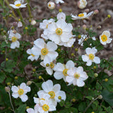 Anemone x hybrida 'Honorine Jobert'