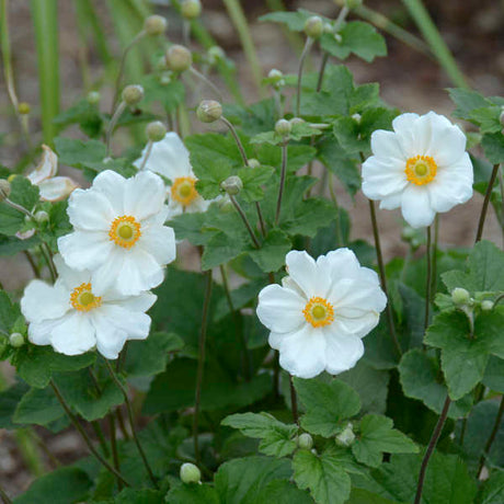 Anemone x hybrida 'Honorine Jobert'