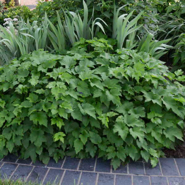 Anemone x hybrida 'Honorine Jobert' – Romence Gardens & Greenhouses
